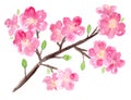 Bright pink watercolor sakura branch with flowers