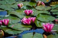 Bright Pink Waterlilies