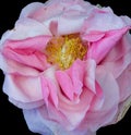 Bright pink white aged rose blossom heart macro on black Royalty Free Stock Photo