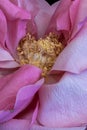 Bright pink white aged rose blossom heart macro,single isolated bloom, detailed texture Royalty Free Stock Photo