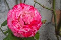 Bright Pink and White Bicolor Rose Against Gray Garden Wall