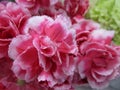 Bright pink-white carnation flower bouquet, Canada, Autumn 2018 Royalty Free Stock Photo