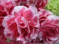 Bright pink-white carnation flower bouquet, Canada, Autumn 2018 Royalty Free Stock Photo