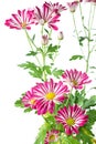 Bright pink and white chrysanthemum flowers Royalty Free Stock Photo