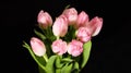Bright pink white colorful tulips flowers blooming on dark background Royalty Free Stock Photo