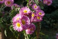 Bright pink and white flowers of semidouble Chrysanthemums Royalty Free Stock Photo