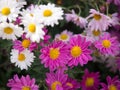 Bright Pink and White Mums flowers blooming in the garden Royalty Free Stock Photo