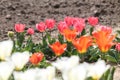 Bright pink, white and orange tulip flowers in garden