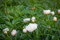 Bright pink and white peonys spring blossom