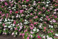 Bright pink, white and red fowers of Catharanthus roseus