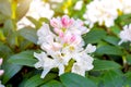 Bright pink and white Rhododendron hybridum Cunningham\'s White blossoming flowers with green leaves in the garden in spring. Royalty Free Stock Photo
