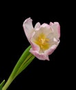 Bright pink white single open tulip blossom heart macro on black Royalty Free Stock Photo