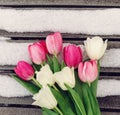 bright pink and white spring tulips Royalty Free Stock Photo