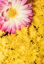 Bright pink white and yellow  chrysanthemums Royalty Free Stock Photo