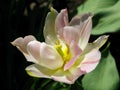 Bright pink with white and yellow  gorgeos terry tulip flower Royalty Free Stock Photo