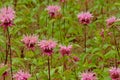 Pink wild bergamot flowers - Monarda fistulosa Royalty Free Stock Photo