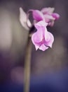 Bright Pink Wild Orchid with blue gray backgound