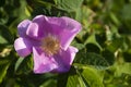 Bright Pink Wild Rose Blossom Close Up Royalty Free Stock Photo