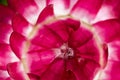 Bright pink wildflower in spring Royalty Free Stock Photo