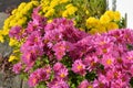 Bright pink and yellow Chrysanthemum flowers Royalty Free Stock Photo