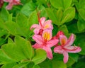 Bright pink and yellow flowers of blooming azalea on the bush. Royalty Free Stock Photo