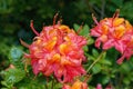 Bright pink and yellow flowers of blooming azalea on the bush wi