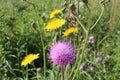 Bright pink and yellow flowers prickly weeds with thorns in the grass burdock