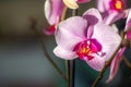 Bright pink yellow orchid flowers, houseplant in warm light on a blurred bokeh background. Macro. Royalty Free Stock Photo