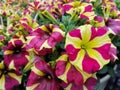 Bright pink and yellow `Queen of Hearts` petunia at full bloom in the summer Royalty Free Stock Photo