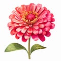 Bright Pink Zinnia Flower Illustration On White Background Royalty Free Stock Photo