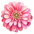 Bright Pink Zinnia Watercolor Clipart: Hyper-realistic Floral Illustration Royalty Free Stock Photo