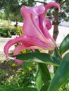 beautiful lily in the garden close-up, bright pink-red color flower Royalty Free Stock Photo