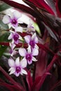 Bright Pinkish White Blooming Orchids Royalty Free Stock Photo