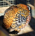 Bright plumage of a motley pheasant