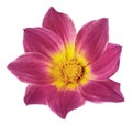 Bright poink flower of a dahlia on a white isolated background with clipping path. Flower for design, texture, postcard, wrapper.