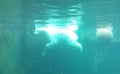 A bright polar bear swims in front of a ball underwater in a turquoise water Royalty Free Stock Photo