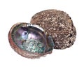 Bright polished rainbow abalone shell Royalty Free Stock Photo