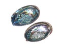 Bright polished rainbow abalone shell