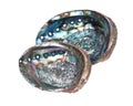 Bright polished rainbow abalone shell Royalty Free Stock Photo