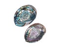 Bright polished rainbow abalone shell Royalty Free Stock Photo