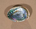 Bright polished Rainbow Abalone Shell on wet sand on the beach Royalty Free Stock Photo