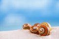 Bright polymita shells on white beach sand Royalty Free Stock Photo