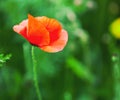 Bright poppy flower, against a green lawn background, beautiful