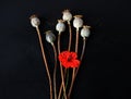 Bright poppy flower with dry inflorescences on a black background, top view, close-up