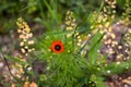 Bright poppy flowers against the blurred green background.