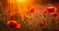 Bright poppy flowers against colorful sky. Field of wild poppies on a sunny spring day. Floral banner. Red poppy as a Royalty Free Stock Photo