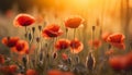 Bright poppy flowers against colorful sky. Field of wild poppies on a sunny spring day. Floral banner. Red poppy as a Royalty Free Stock Photo