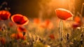 Bright poppy flowers against colorful sky. Field of wild poppies on a sunny spring day. Floral banner. Red poppy as a Royalty Free Stock Photo