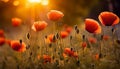 Bright poppy flowers against colorful sky. Field of wild poppies on a sunny spring day. Floral banner. Red poppy as a Royalty Free Stock Photo