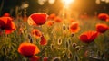 Bright poppy flowers against colorful sky. Field of wild poppies on a sunny spring day. Floral banner. Red poppy as a Royalty Free Stock Photo